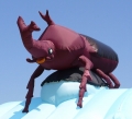 カブトムシ:エアロルーフトップ:リバーサイドフェスタ