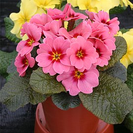 花の写真